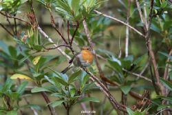 voegel-im-garten-2012-humpelheiner-025