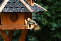 voegel-im-garten-2012-humpelheiner-026