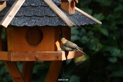 voegel-im-garten-2012-humpelheiner-027