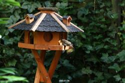 voegel-im-garten-2012-humpelheiner-029