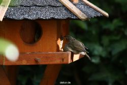 voegel-im-garten-2012-humpelheiner-030