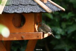 voegel-im-garten-2012-humpelheiner-032