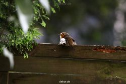 voegel-im-garten-2012-humpelheiner-033