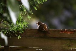 voegel-im-garten-2012-humpelheiner-034