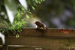 voegel-im-garten-2012-humpelheiner-036