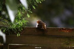 voegel-im-garten-2012-humpelheiner-038