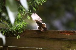 voegel-im-garten-2012-humpelheiner-039