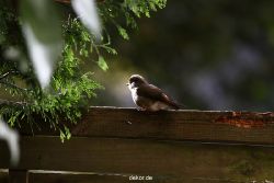 voegel-im-garten-2012-humpelheiner-040