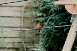 voegel-im-garten-2012-humpelheiner-042