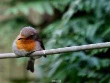 voegel-im-garten-2012-humpelheiner-043