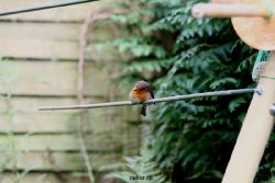 voegel-im-garten-2012-humpelheiner-044