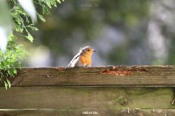 voegel-im-garten-2012-humpelheiner-046