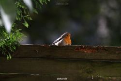 voegel-im-garten-2012-humpelheiner-047