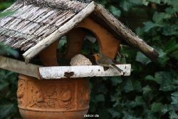 voegel-im-garten-2012-humpelheiner-049