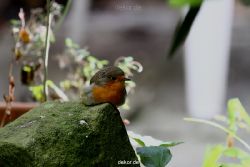 voegel-im-garten-2012-humpelheiner-050