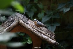 voegel-im-garten-2012-kleiber-012