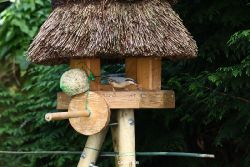voegel-im-garten-2012-kleiber-014
