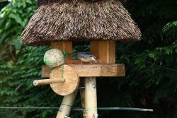 voegel-im-garten-2012-kleiber-015
