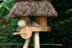 voegel-im-garten-2012-kleiber-016
