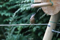 voegel-im-garten-2012-kleiber-017