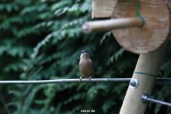 voegel-im-garten-2012-kleiber-018