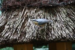 voegel-im-garten-2012-kleiber-019