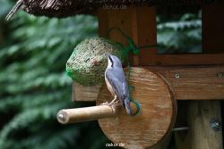 voegel-im-garten-2012-kleiber-020