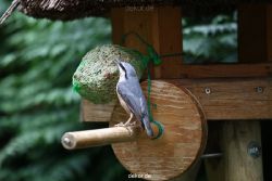 voegel-im-garten-2012-kleiber-021
