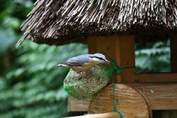 voegel-im-garten-2012-kleiber-022