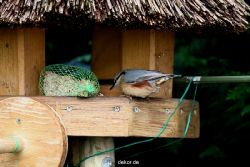 voegel-im-garten-2012-kleiber-024