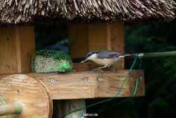 voegel-im-garten-2012-kleiber-025
