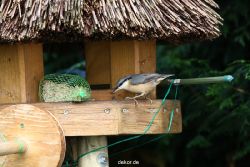 voegel-im-garten-2012-kleiber-026