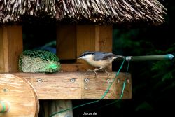 voegel-im-garten-2012-kleiber-027