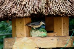 voegel-im-garten-2012-kleiber-028
