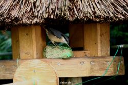 voegel-im-garten-2012-kleiber-030