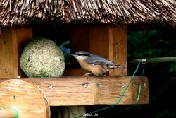 voegel-im-garten-2012-kleiber-032