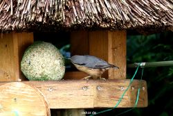 voegel-im-garten-2012-kleiber-033