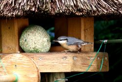 voegel-im-garten-2012-kleiber-034