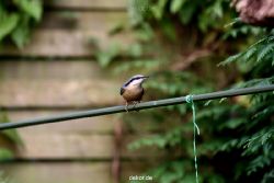 voegel-im-garten-2012-kleiber-035