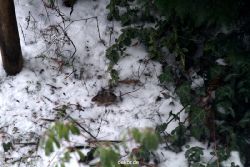 voegel-im-garten-2012-maus-winter-001