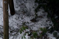 voegel-im-garten-2012-maus-winter-002