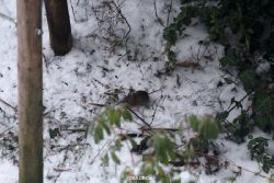 voegel-im-garten-2012-maus-winter-003