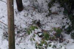 voegel-im-garten-2012-maus-winter-004