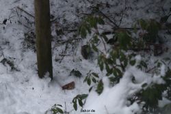 voegel-im-garten-2012-maus-winter-005