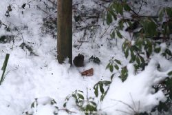 voegel-im-garten-2012-maus-winter-006