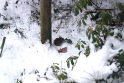 voegel-im-garten-2012-maus-winter-007