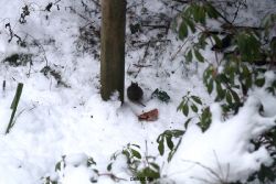 voegel-im-garten-2012-maus-winter-008