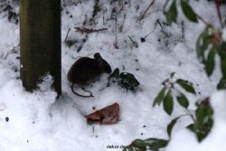 voegel-im-garten-2012-maus-winter-009