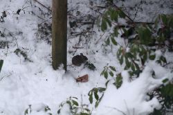 voegel-im-garten-2012-maus-winter-010
