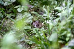 voegel-im-garten-2012-maus-001